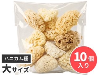 海綿（ハニカム種）　10個入り
